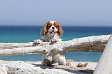 CAVALIER KING CHARLES 111